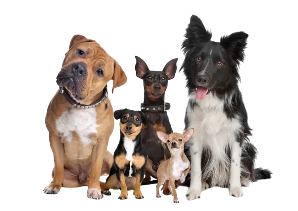 Animalitos